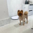 블링펫 네이버블로그