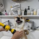 허벌라개 이미지