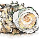 (주)제주왕 이미지