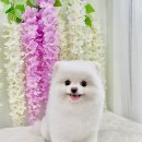 강아지미용실 정독 이미지