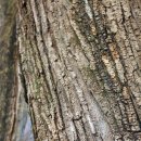 함안 영동리 회화나무 이미지