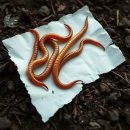 홍장원 덕분에 윤 대통령 무죄 선고 난다 이미지