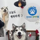 진이네 강아지풀 이미지
