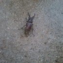 장수하늘소농장 이미지