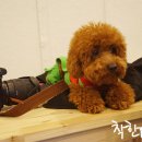 착한퍼피