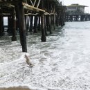 싼타모니카 이미지