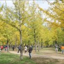 은행나무 이미지