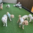 댕구르강아지유치원 이미지