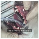 마음을 읽어주는 마음동물병원 네이버블로그