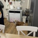 예진이네민박 | [영국 교환일기] Ch. 24 로마에서 3인방이 되다!👩‍👧‍👧💗