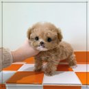 남지애견샵 | 인천애견샵 새로운 가족 퍼피에몽