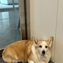 오도르왁싱