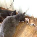 펫플러스(Pet Plus) 이미지