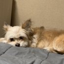 착한언니 애견살롱 이미지