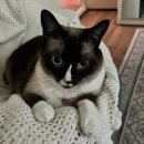 강릉엄지네꼬막집 마포점 이미지