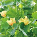 필립스(백합) 이미지