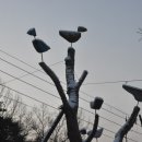 당산농원 Daum카페