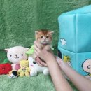 광주강아지분양 고양이분양 펫왕국 이미지