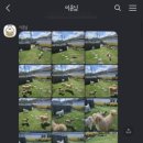 숲속댕토리애견유치원 이미지