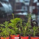 나이트크래커 이미지