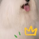 하우스블랑