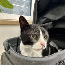 우리동생 동물병원 | 우리동생동물병원 조합원 고양이기초건강검진, 노령묘