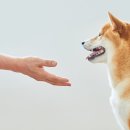 아이안 동물의료센터 이미지