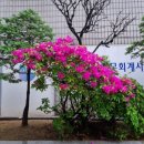 라파엘루