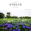 폴개네제주드림캠프 | 제주수국 폴개협동조합 수국밭