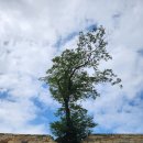 하동읍성 신진 팽나무/삶, 숨, 쉼터, 나무 이야기104 이미지