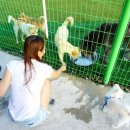 개들의왕국 이미지