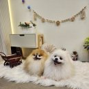 황제 펫 이미지