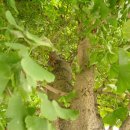 은행정천 이미지