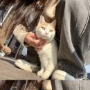 지은수제돈까스 이미지