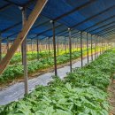 ㈜미르팜 이미지