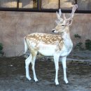 장생사슴농장 이미지