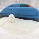 김수의과병원 | 거창 강아지입양 2주 폭풍 검색! 소형강아지입양 성공 비결