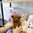 블리독 위례점 고양이강아지분양 말티푸 비숑 포메라니안 이미지