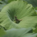 참새의 정원 이미지