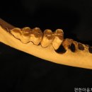 편한마음치과의원 | 부천치과 편한마음치과의원 치아 건강의 새로운 시작