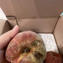 쿠팡주식회사 | [쿠팡-주식회사 이로움] 복숭아 구매 피해