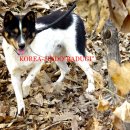 바둑이연구소 이미지