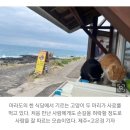 "이제 고양이 안 보여요"... 마라도서 반출 1년 그 후 이미지