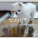맛보시개 | 노즈워크간식 애견간식 애견수제간식 맛보시개