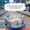 철길 | 전북 군산 여행 애견동반 가볼만한곳 추천 경암동 철길마을 후기