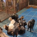 남원흑염소농장 2농장 이미지