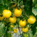 연우농장 이미지