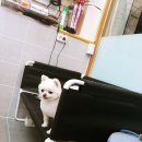초롱이 애견 미용샵 이미지