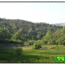막시골 농원