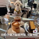 와보니 | 아차산 주차가능 애견동반 느좋 카페 추천, 굿띵커피 설탕이와 다녀온 솔직후기